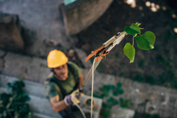 Best Firewood Processing and Delivery  in Kayak Point, WA